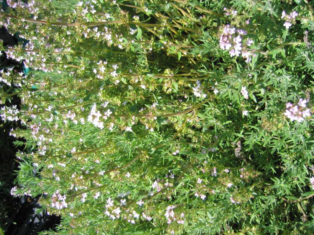 Thymus cherlerioides 'Duftkissen' (Duftender Thymian)